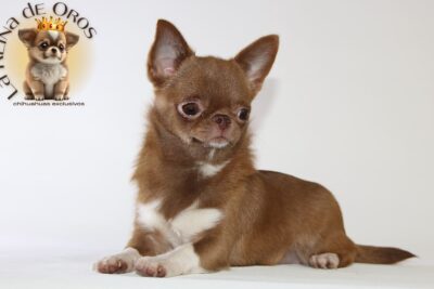criadero-perros-chihuahua