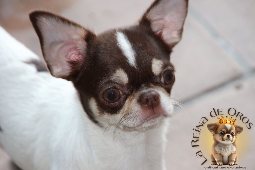 hembras chihuahua