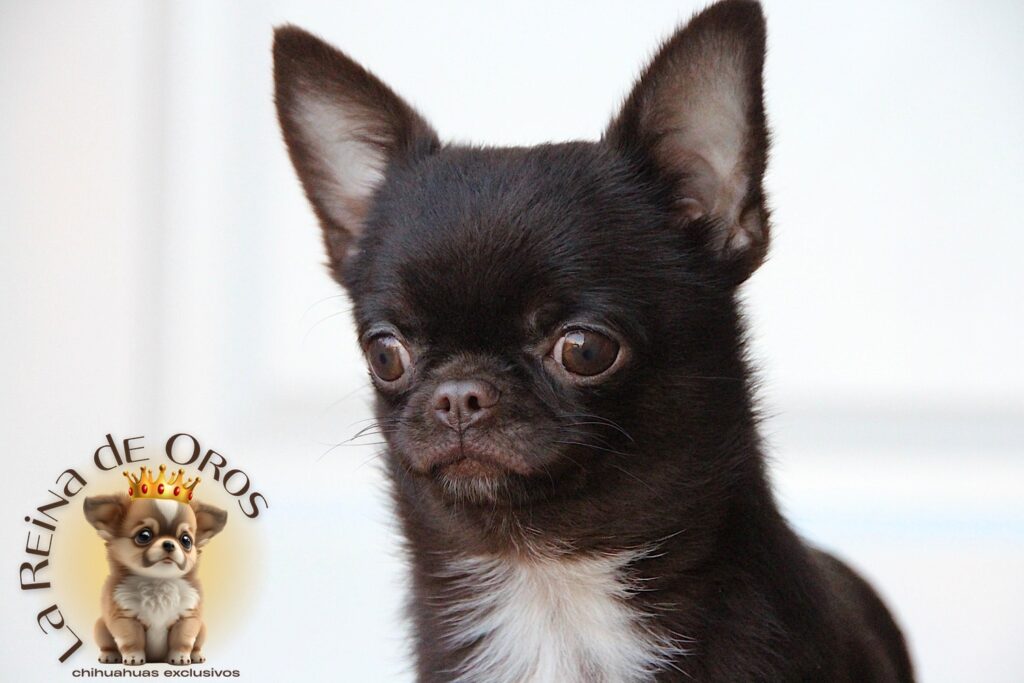 machos chihuahua