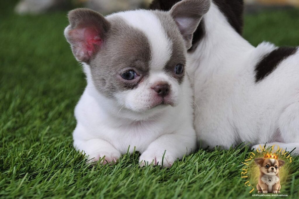 adn-identificacion-genetica-chihuahuas