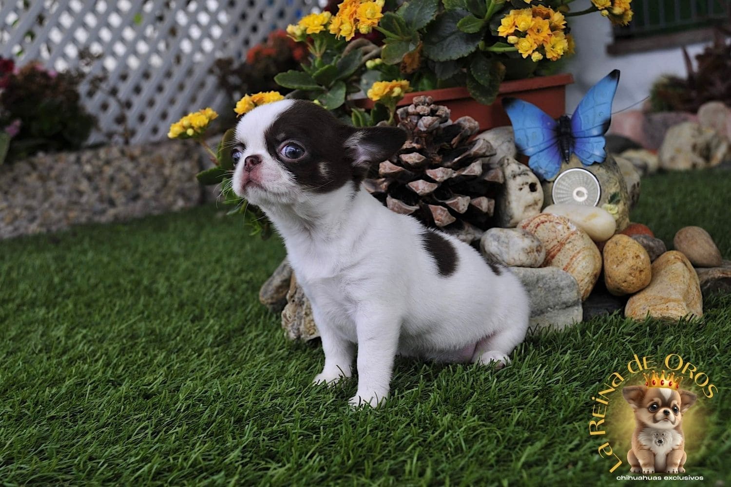 ADN e identificación genética Chihuahua