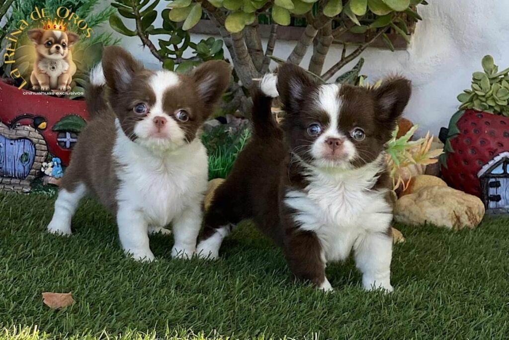 antes-de-comprar-un-chihuahua