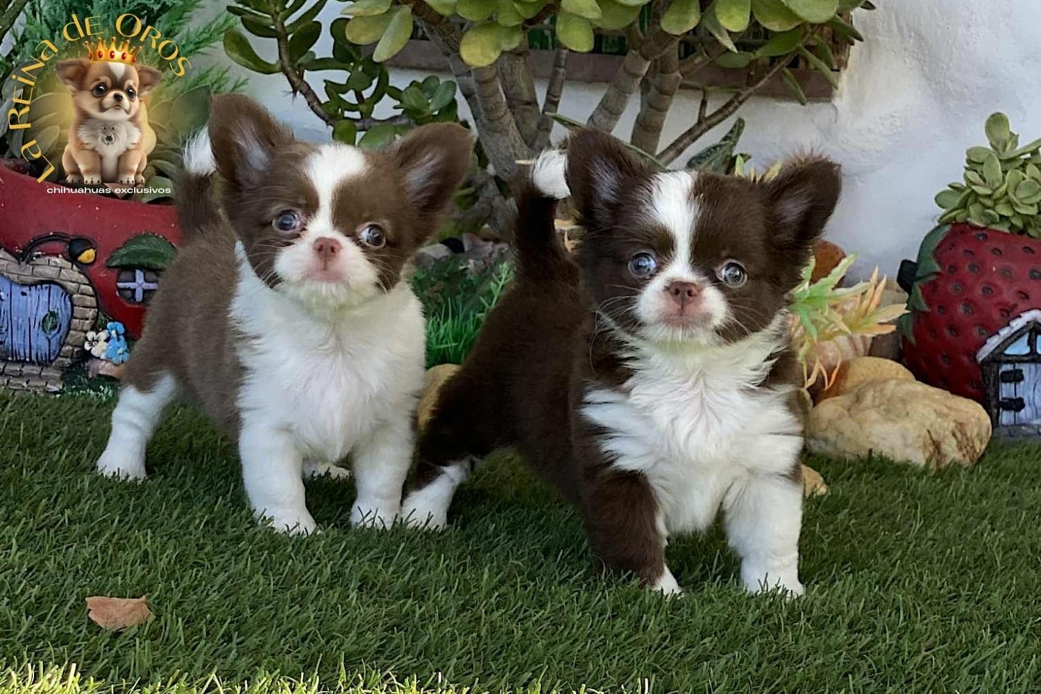 Antes de Comprar un Chihuahua