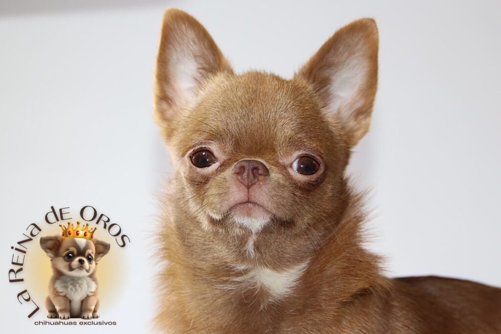 blog-cachorros-chihuahua