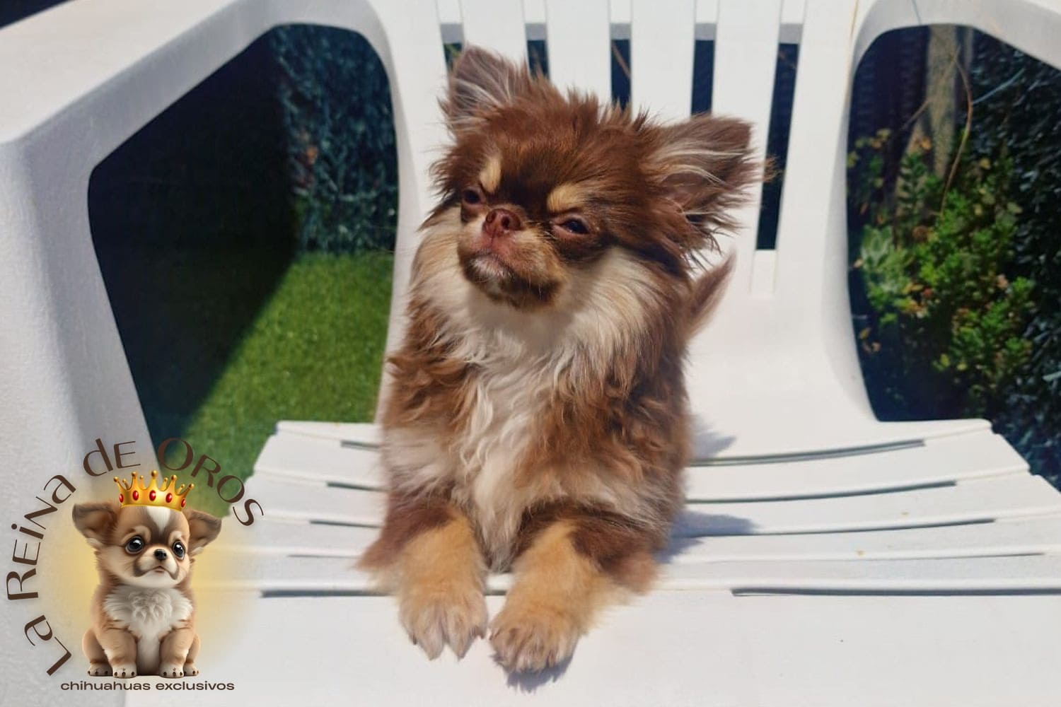 Blog del Criadero La Reina de Oros