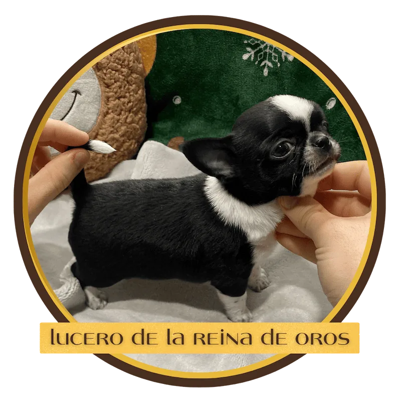 cachorro chihuahua lucero