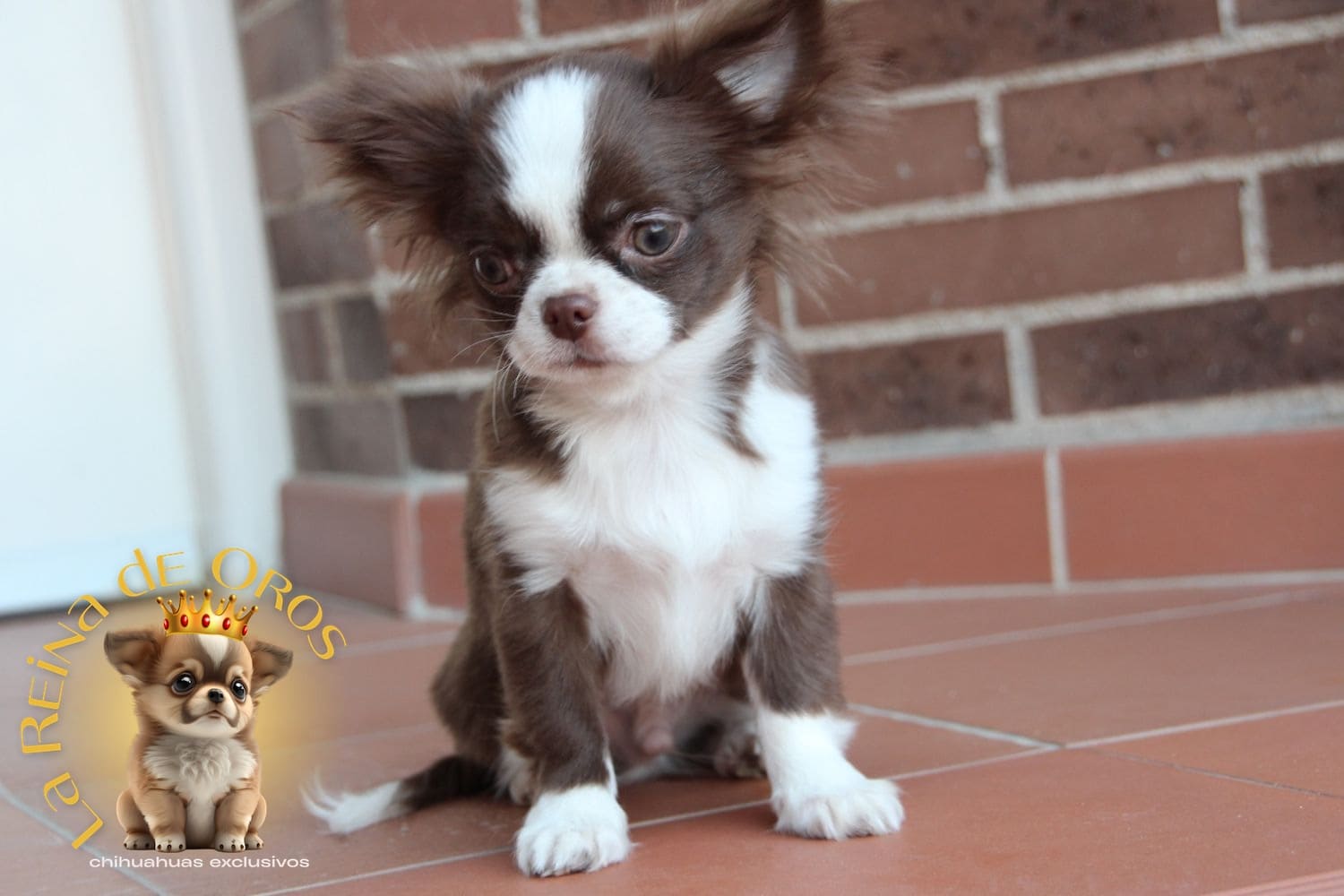 chihuahua-adulto