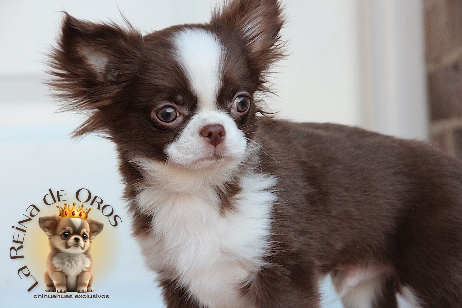 chihuahua-chocolate-adulto