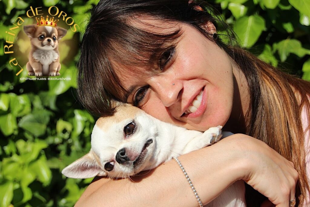 chihuahua-ginger-opiniones-clientes