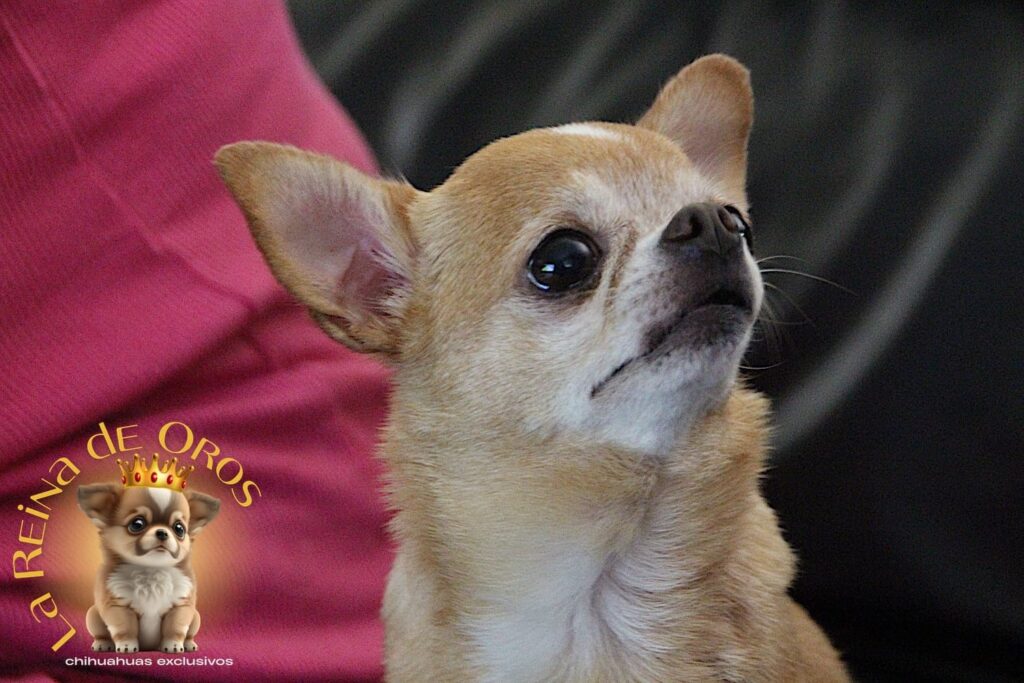 chihuahua-lua-opiniones-clientes