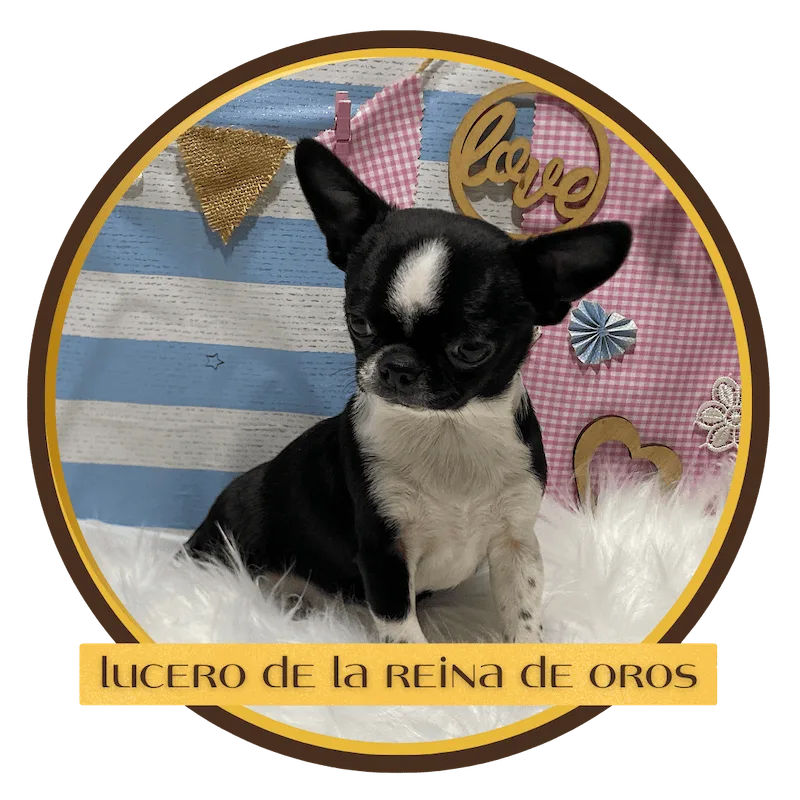 chihuahua lucero la reina de oros