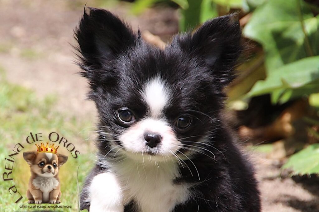chihuahua negro blanco
