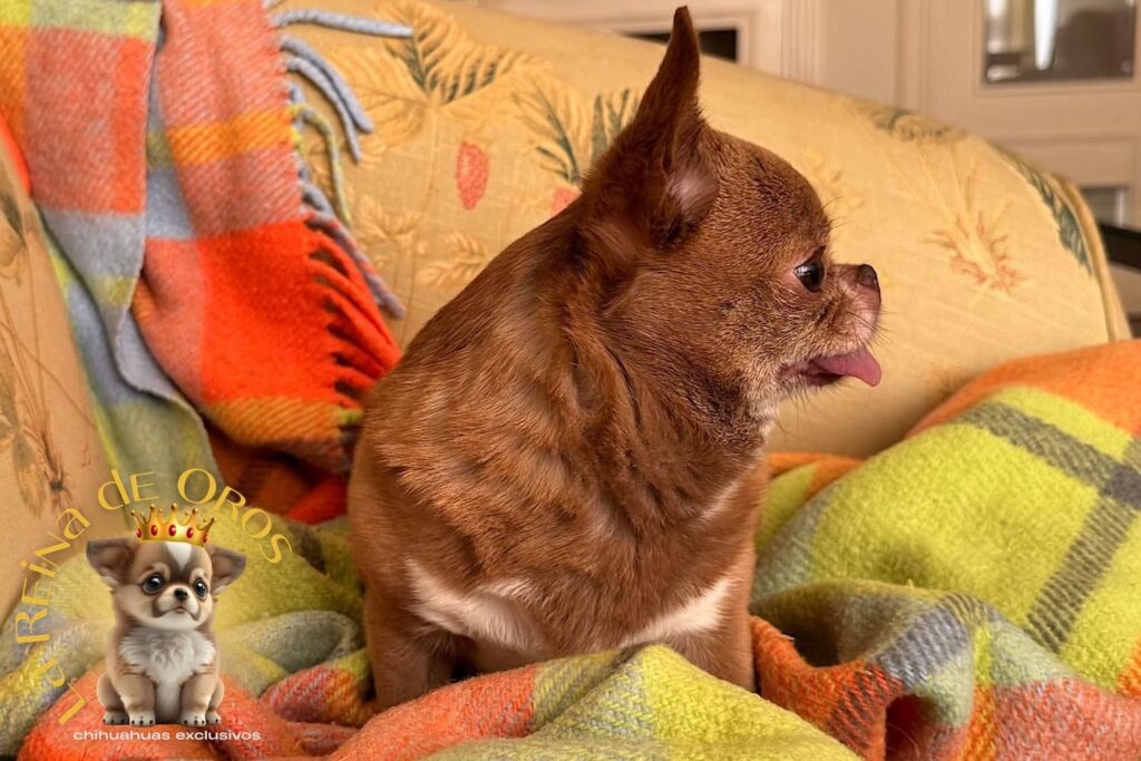 chihuahuas exclusivos