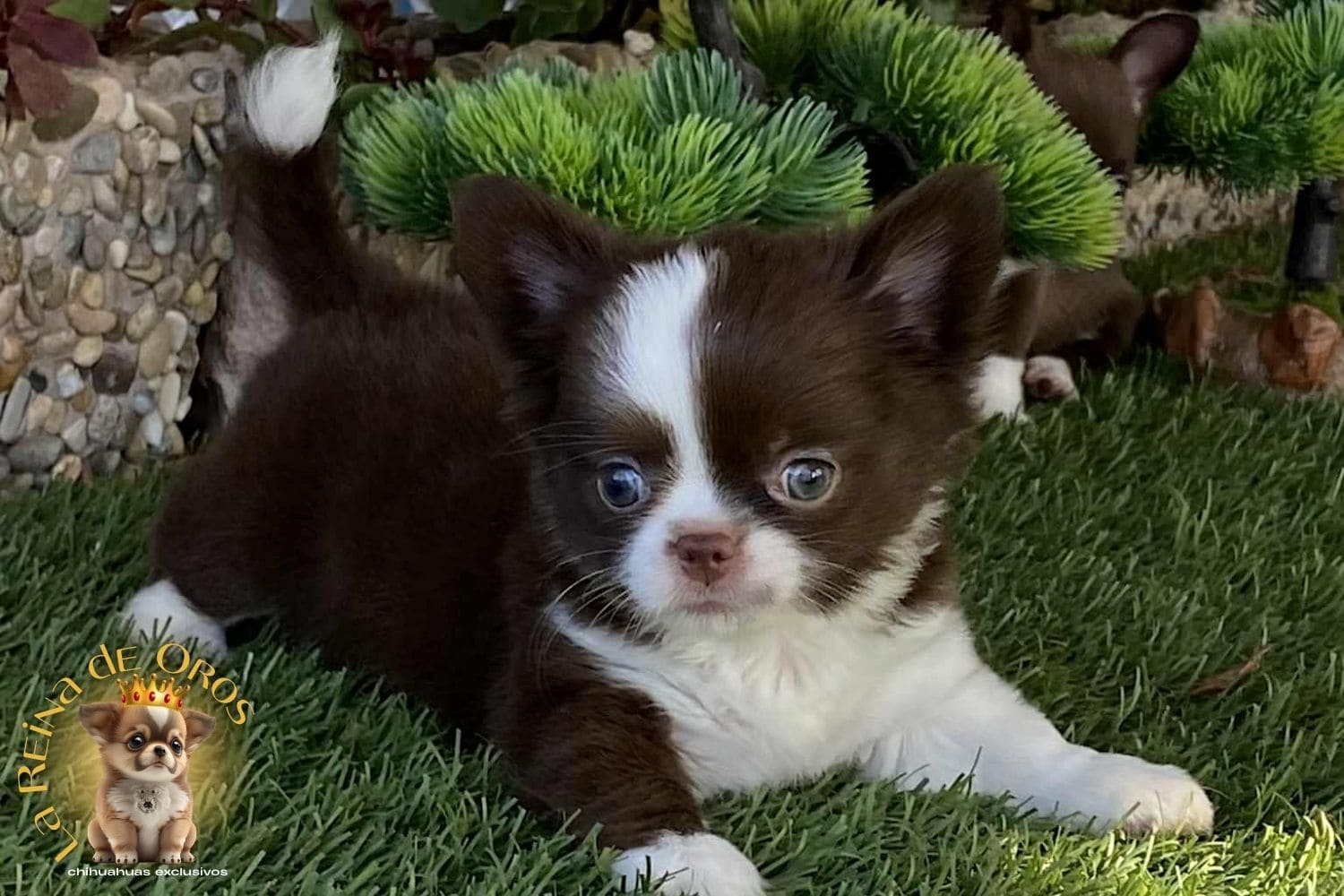 Como Cuidar a tu Cachorro Chihuahua