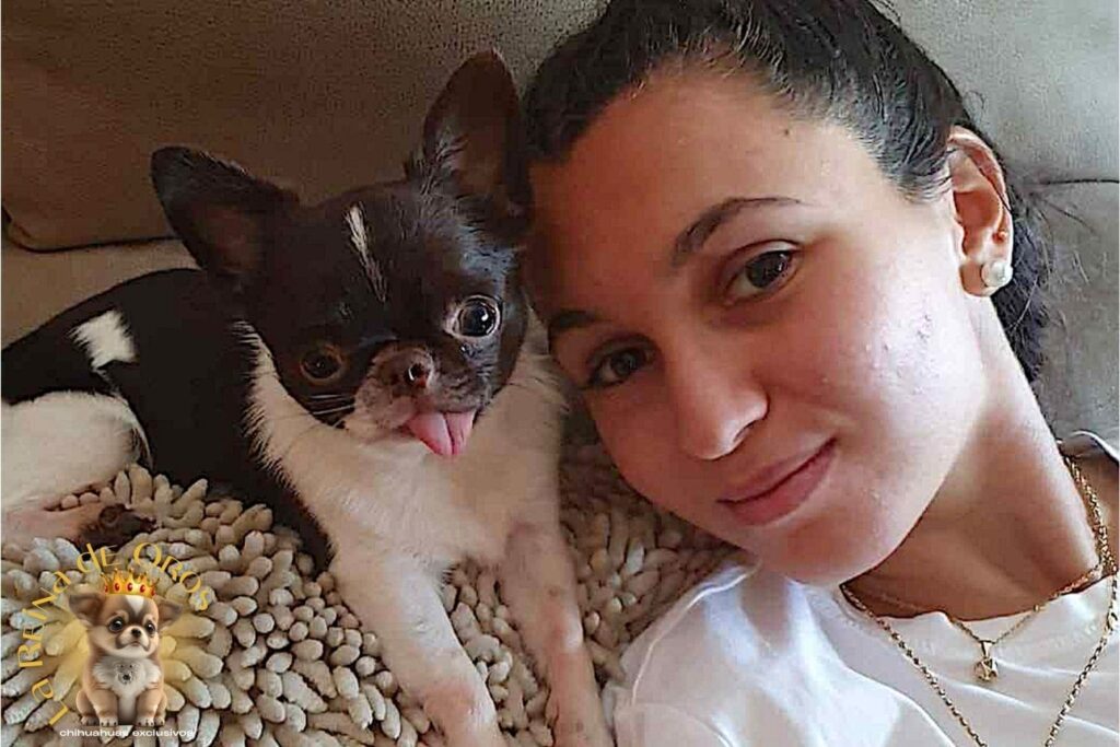 como-reservar-tu-cachorro-chihuahua-con-garantia