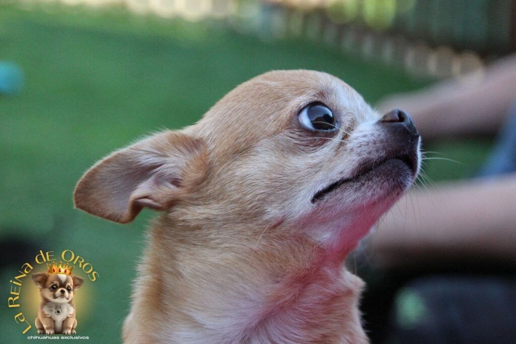 como-reservar-tu-cachorro-chihuahua-exclusivo