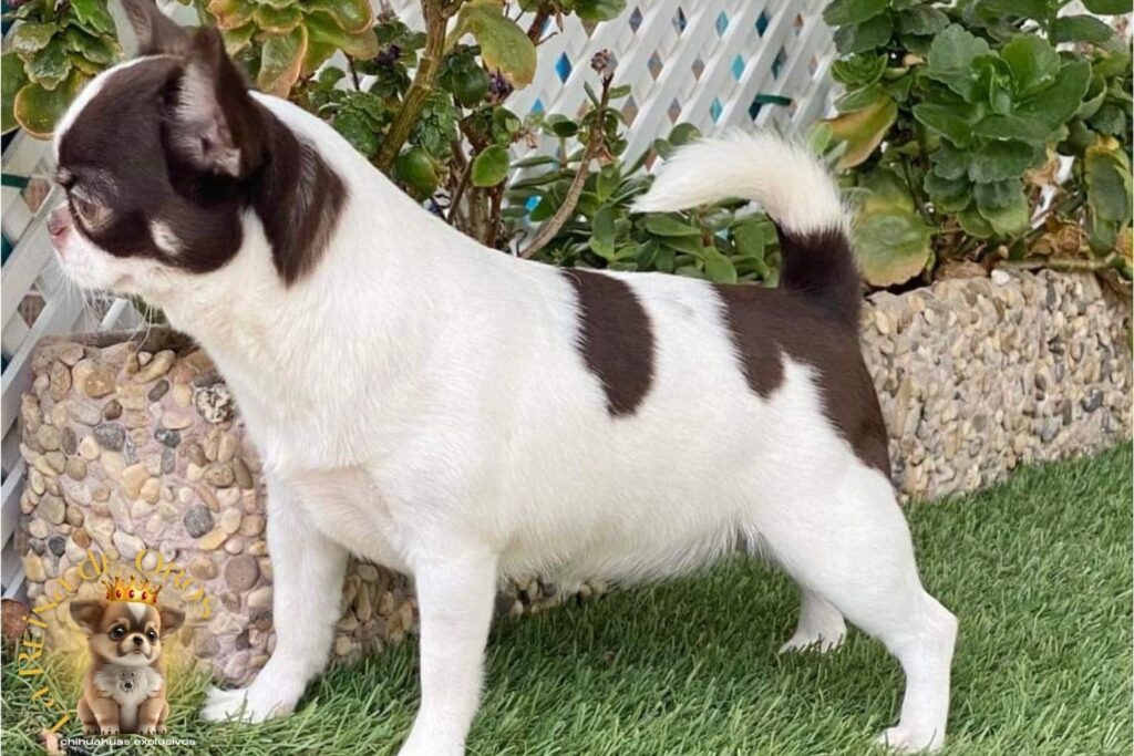 como-reservar-tu-cachorro-chihuahua-la-reina-de-oros