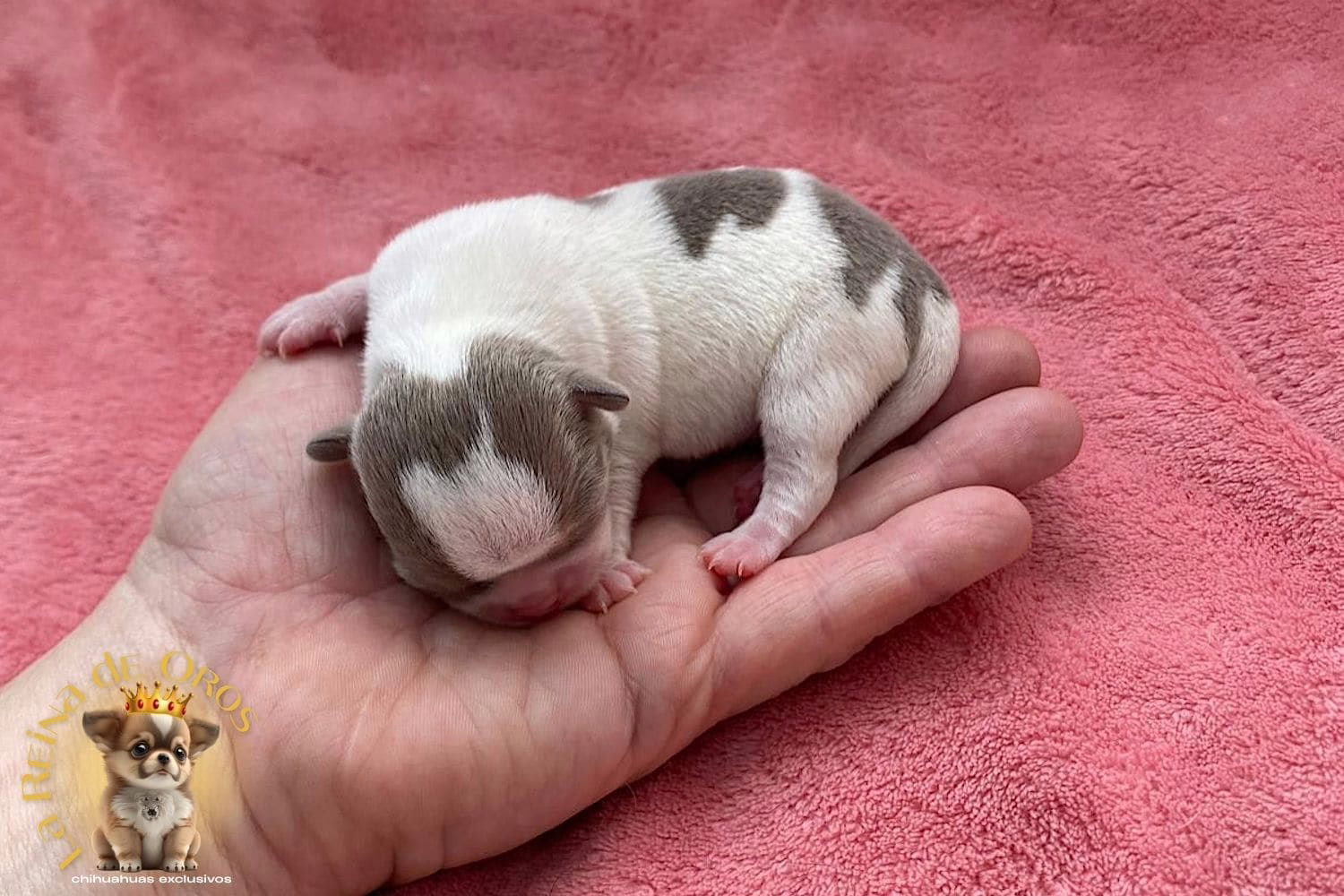 como-reservar-tu-cachorro-chihuahua