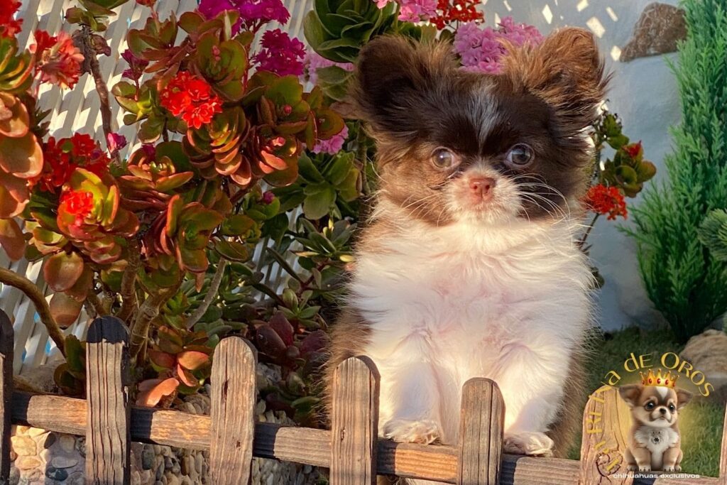 comprar-cachorro-chihuahua