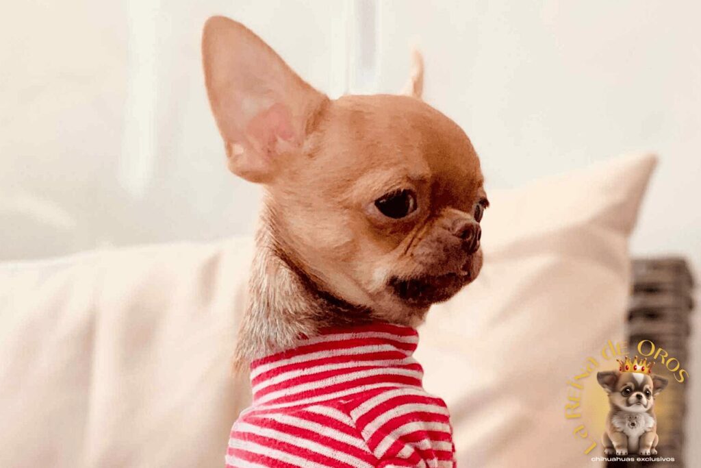 comprar-cachorro-chihuahua-exclusivo