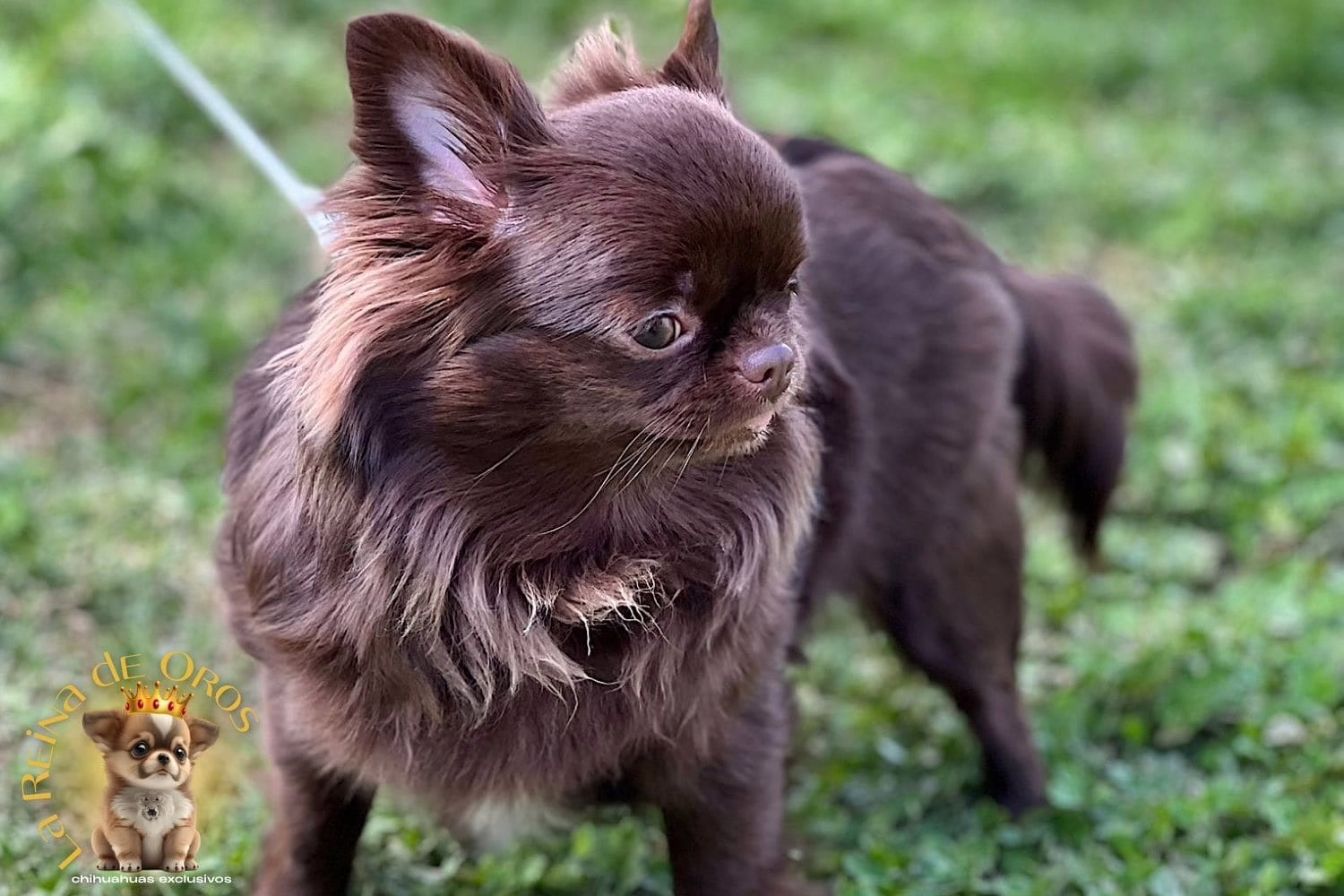 Contrato de reserva Chihuahua