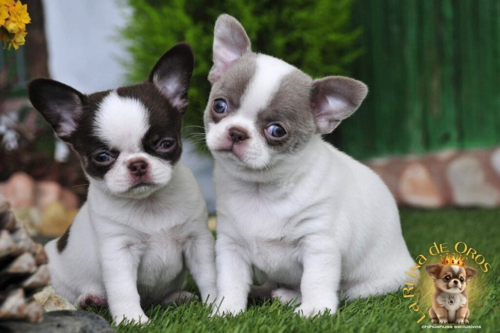 criadero-de-chihuahuas-con-nucleo-zoologico