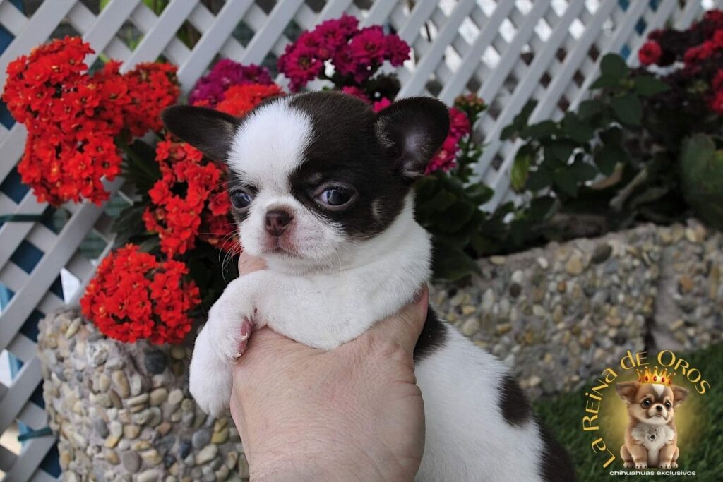 criadero-de-chihuahuas-la-reina-de-oros