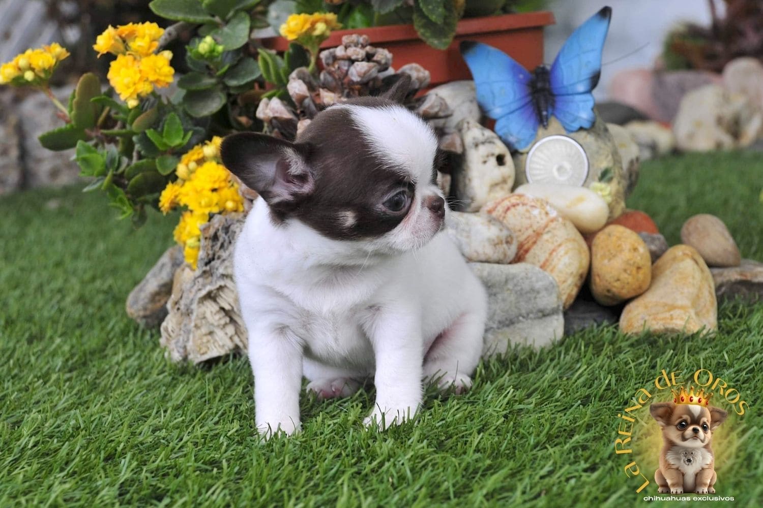 Criadero de Chihuahuas