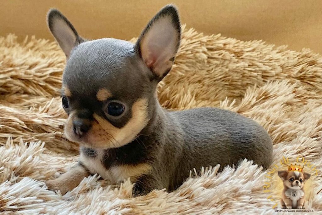 Primeros Días de Tu Chihuahua en Casa | Adaptación Feliz 10 cuando-llega-tu-cachorro-chihuahua