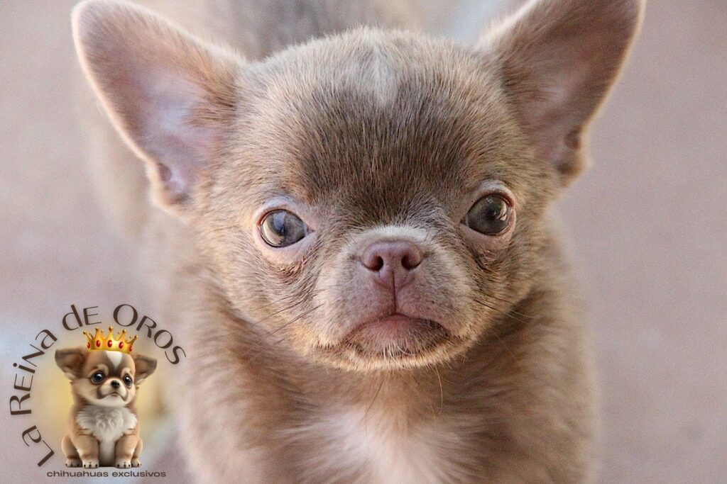 cuidar-a-tu-cachorro-chihuahua