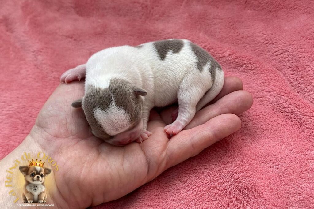 cuidar-a-tu-cachorro-chihuahua-ayudado-por-el-criador
