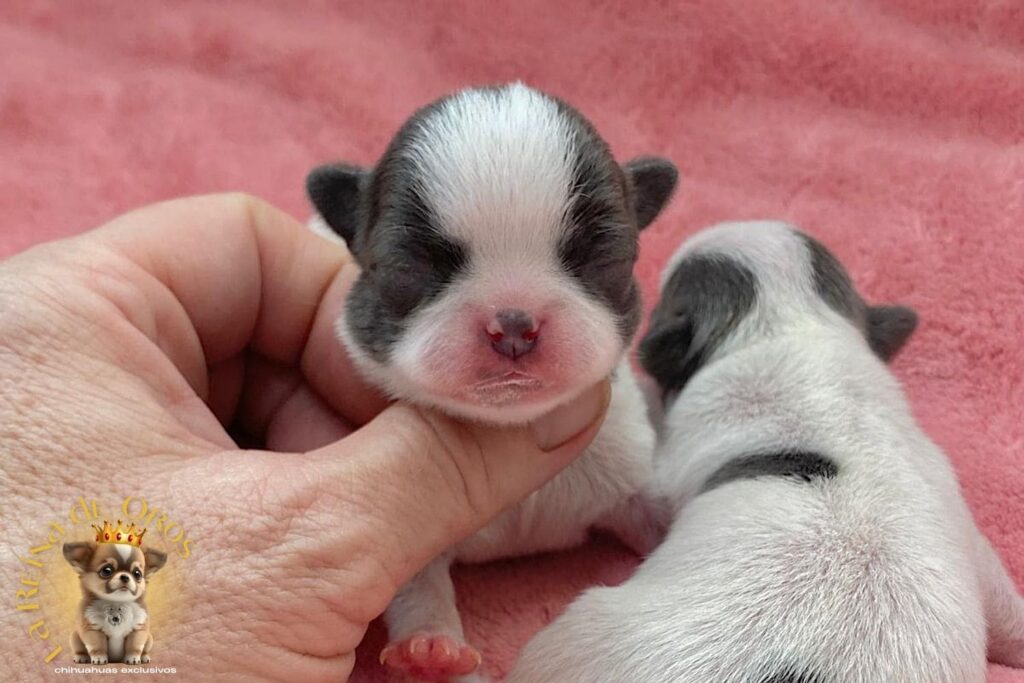 cuidar-a-tu-cachorro-chihuahua-con-seguridad