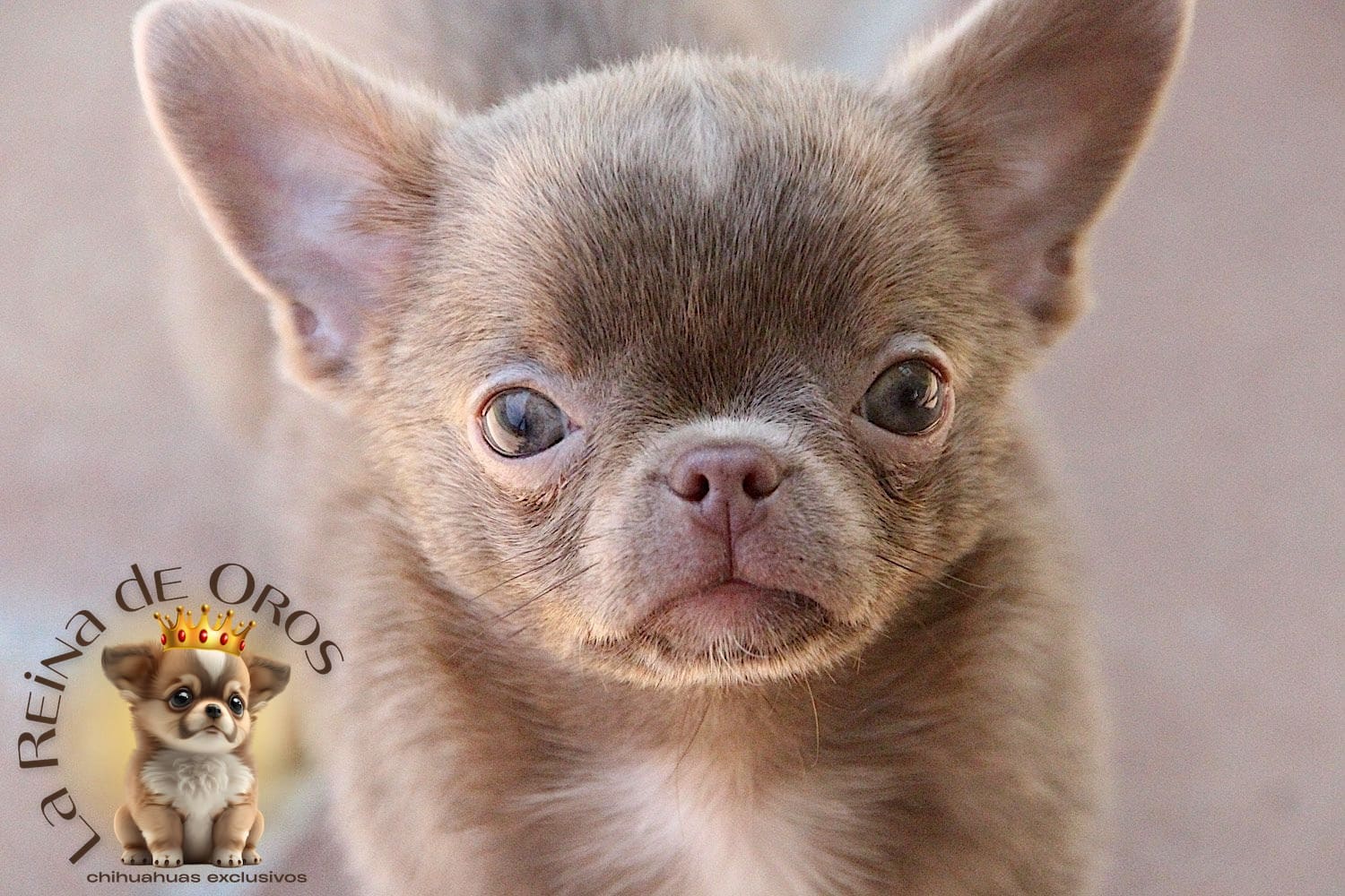 Cuidados del cachorro