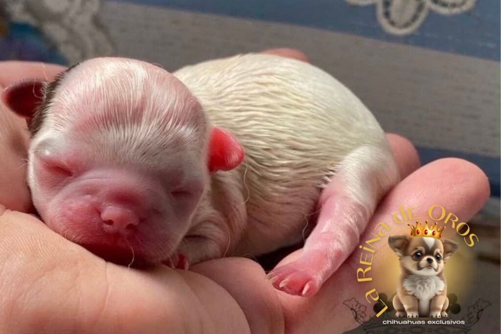 cuidar-tu-cachorro-chihuahua