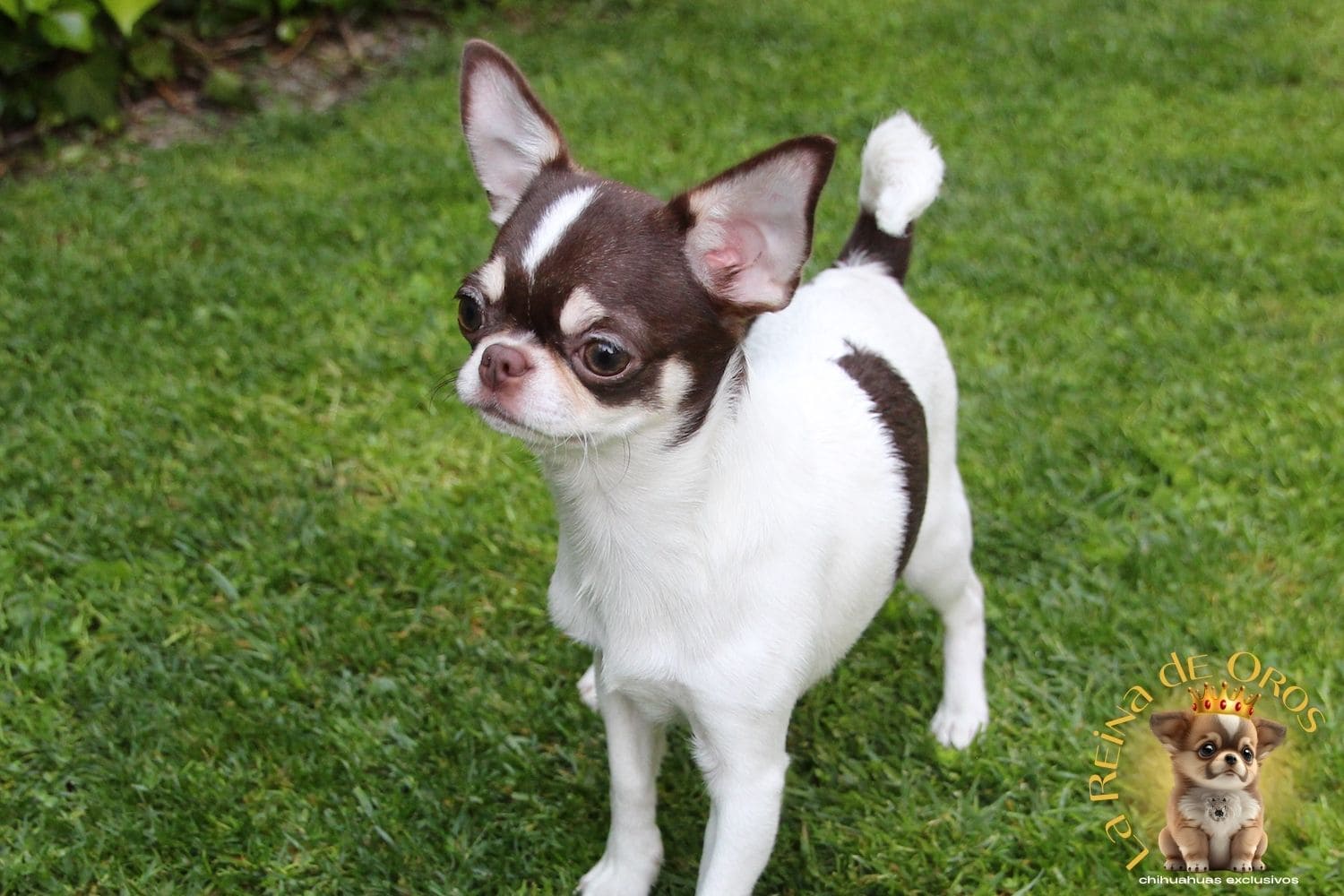 estandar-del-chihuahua