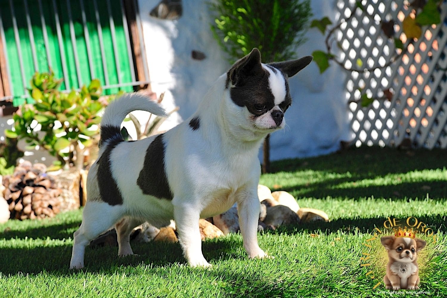 Estandar del Chihuahua