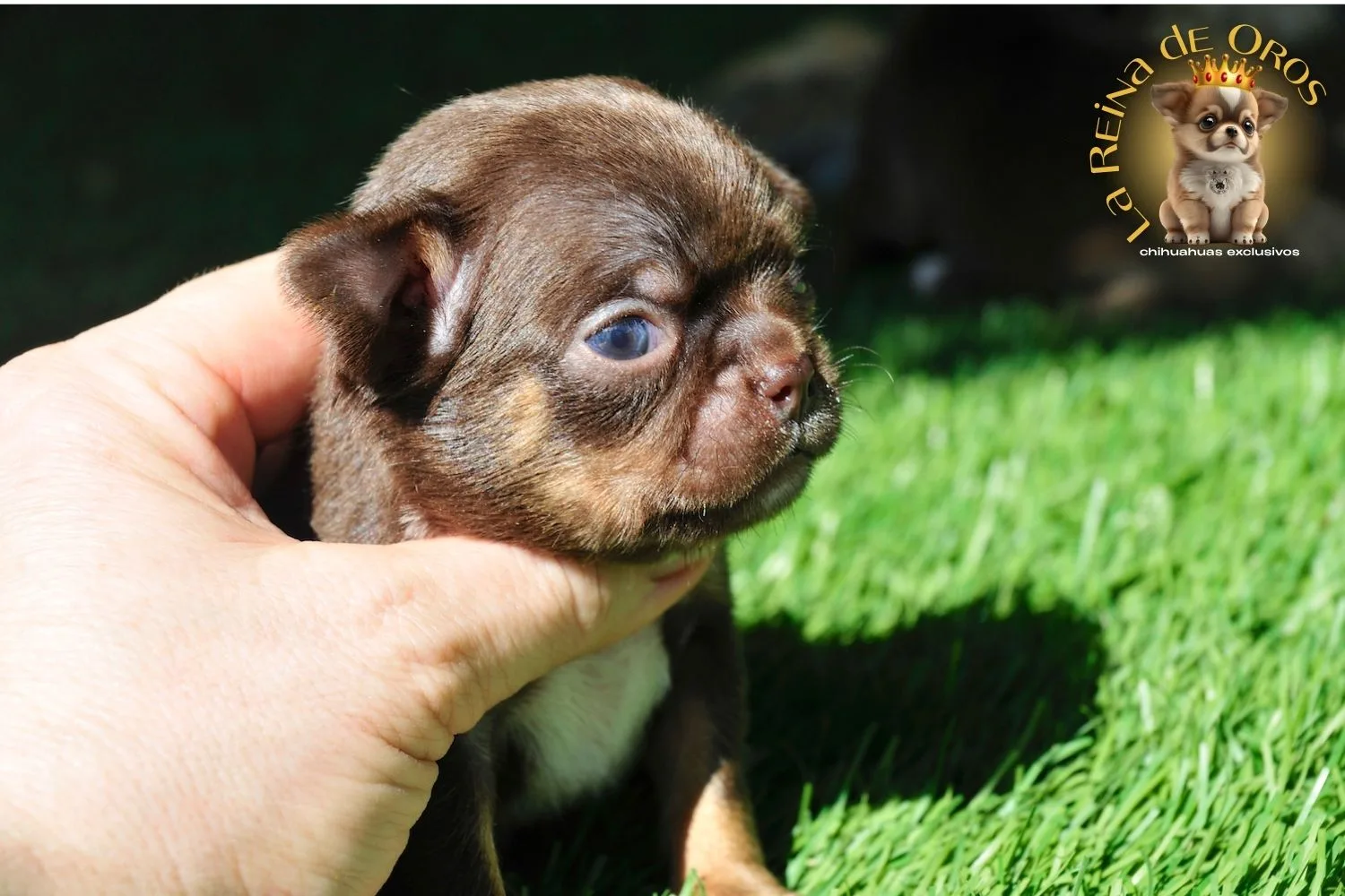 Garantía Sanitaria Chihuahua