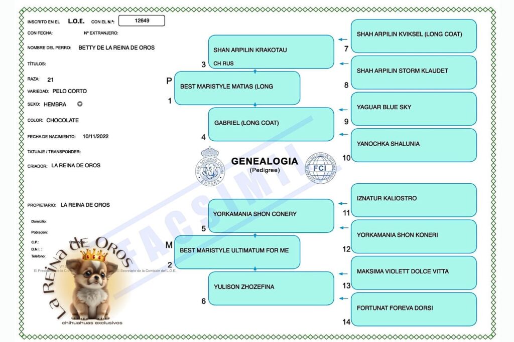 hembra-chihuahua-adulta-chocolate-betty-pedigree