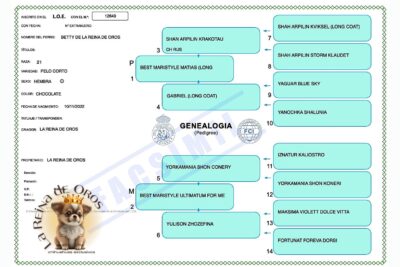 hembra-chihuahua-adulta-chocolate-betty-pedigree