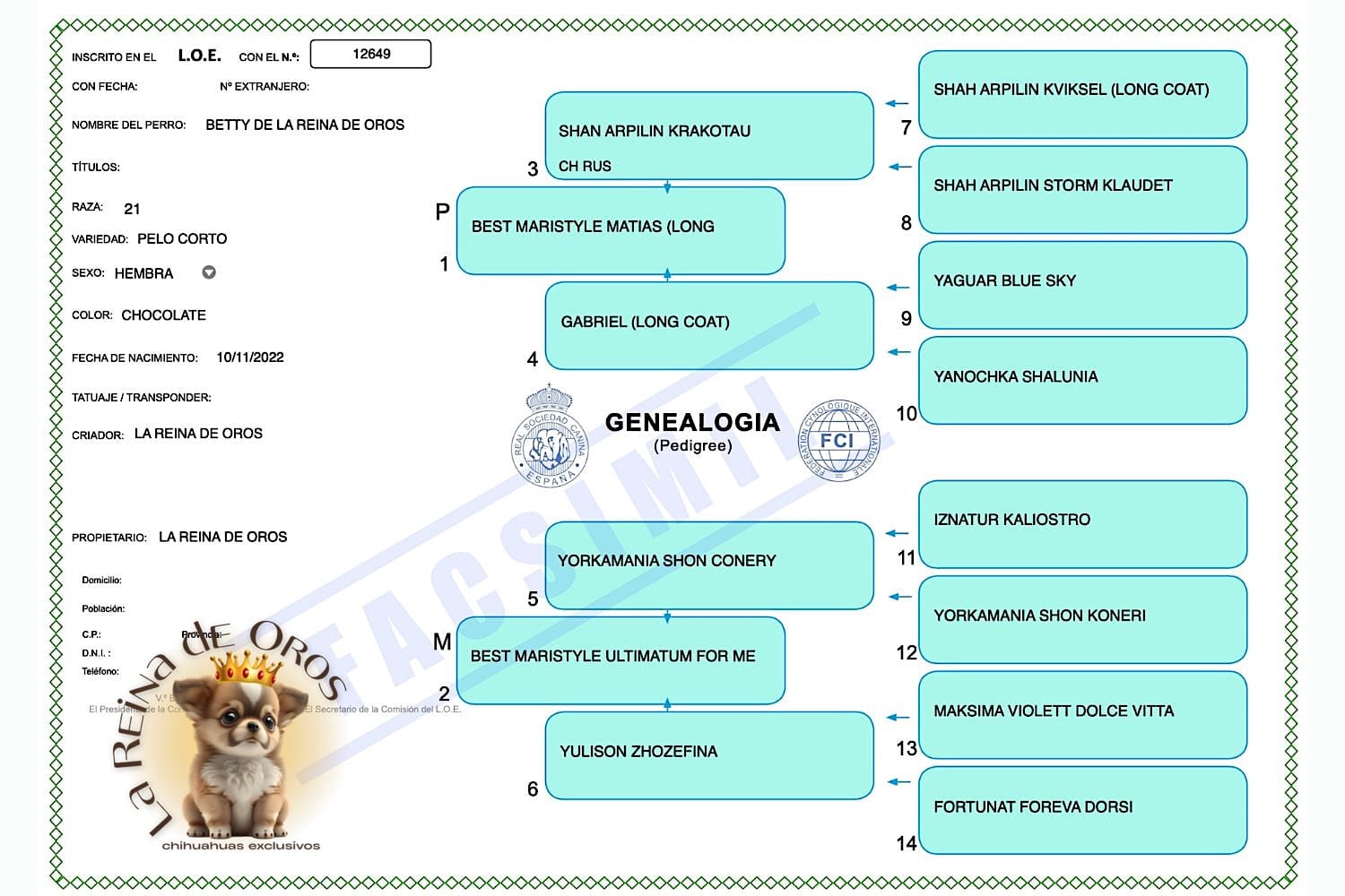 hembra-chihuahua-adulta-chocolate-betty-pedigree