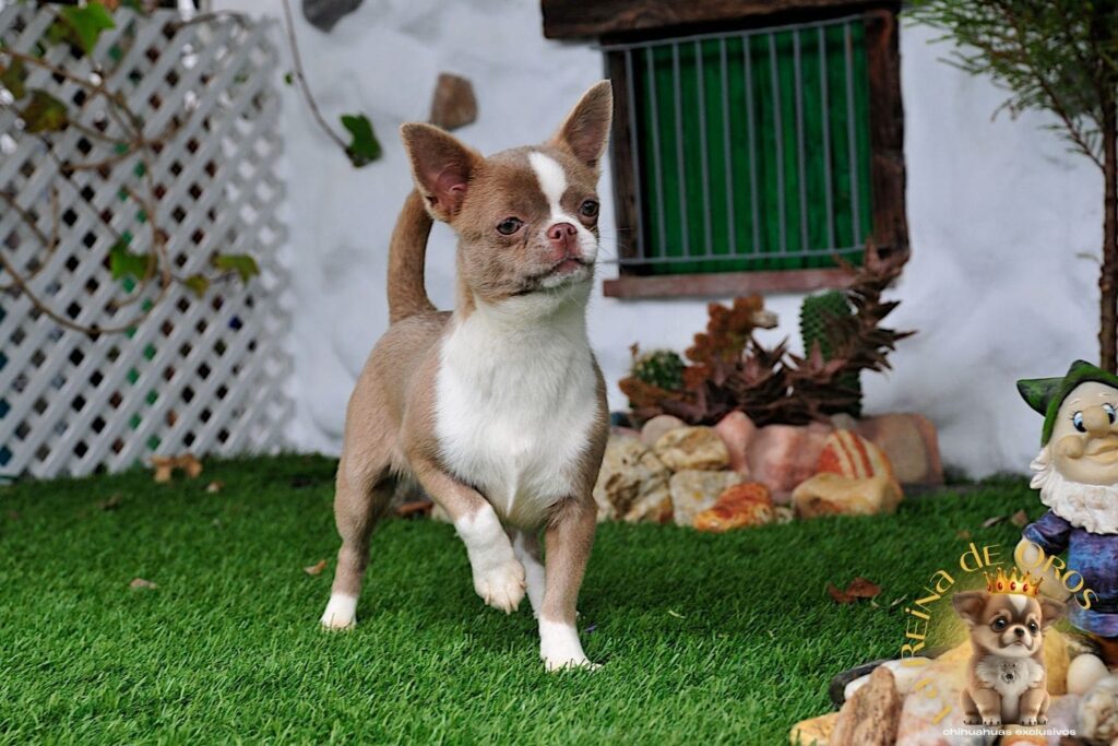 hembra-chihuahua-lia-I-de-la-reina-de-oros