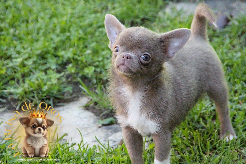 hembra chihuahua lila