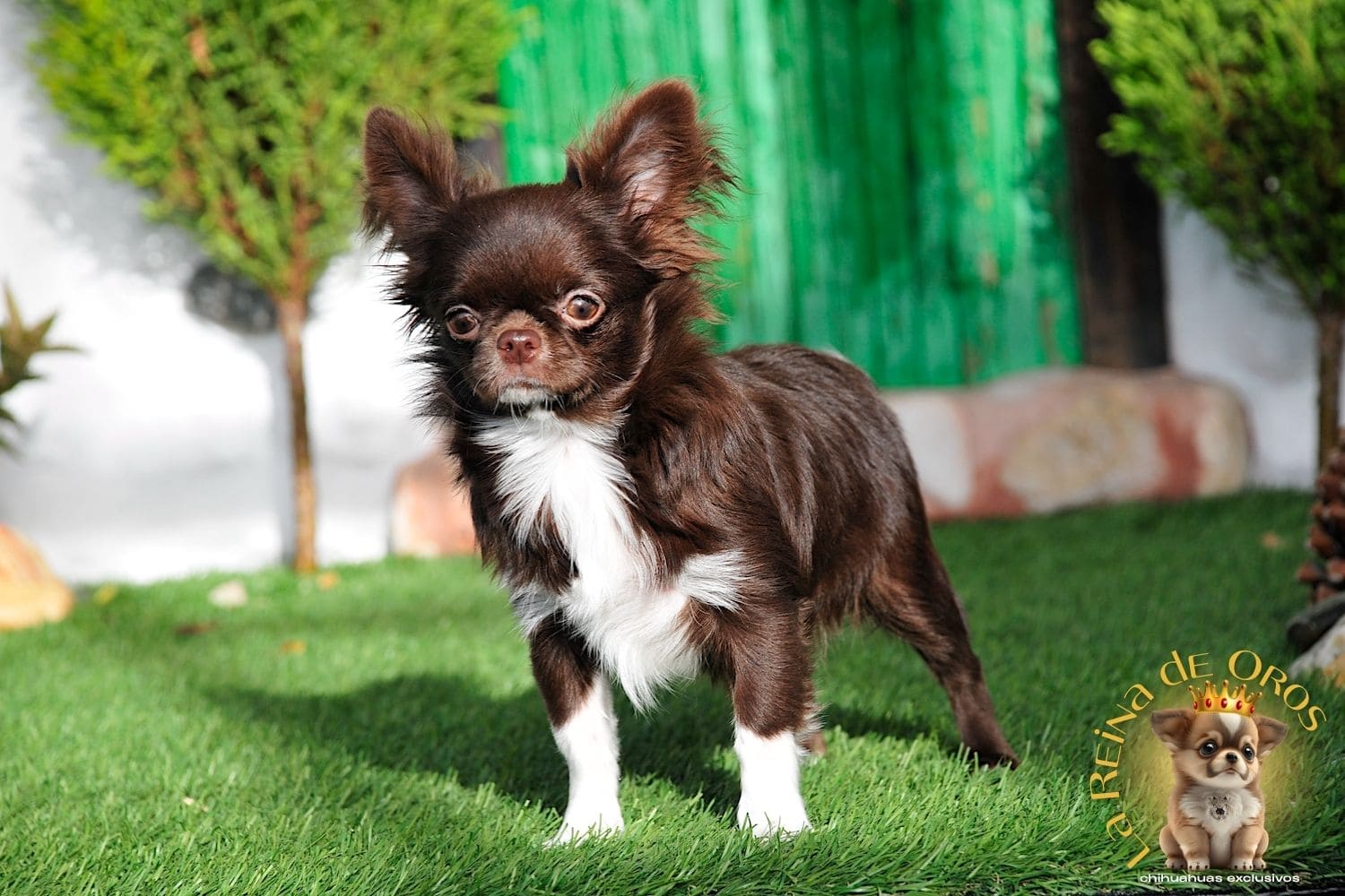 Hembras Chihuahua