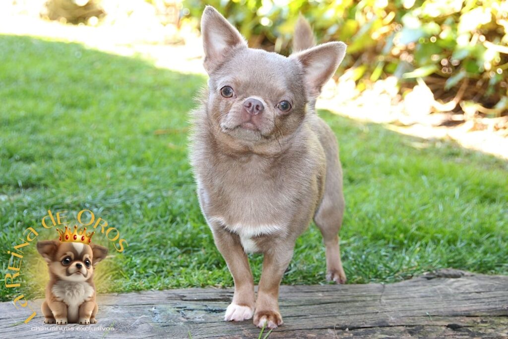 lilac chihuahua