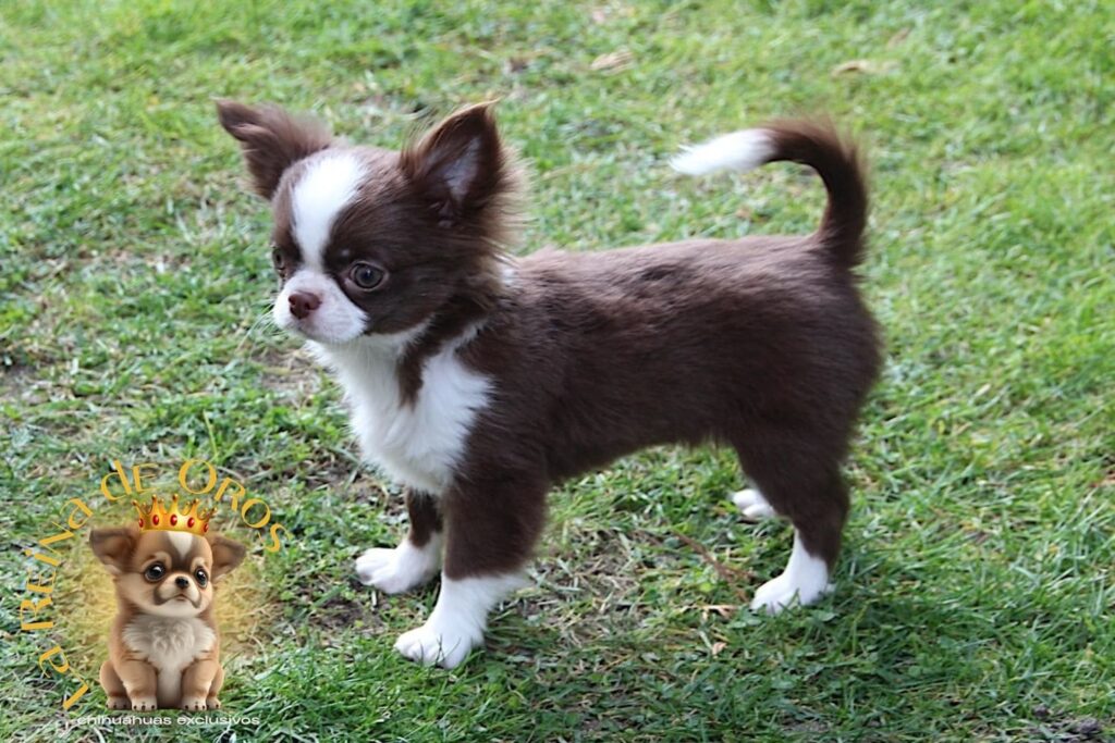 macho-chihuahua