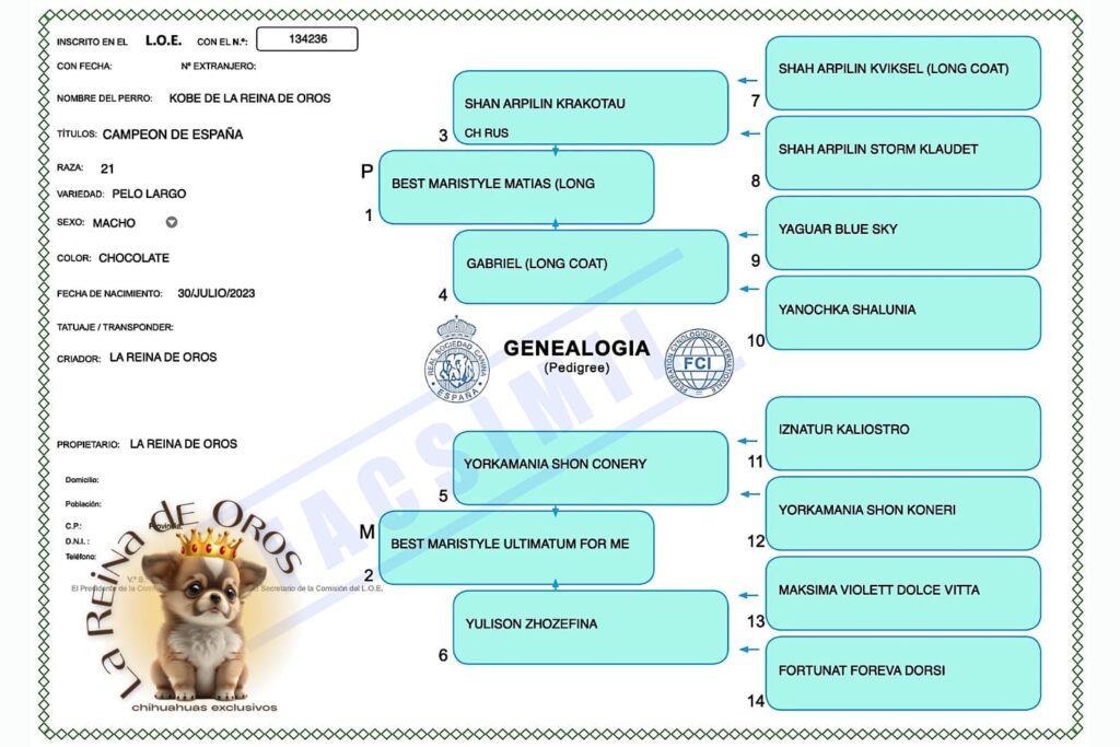 macho-chihuahua-adulto-kobe-pedigree