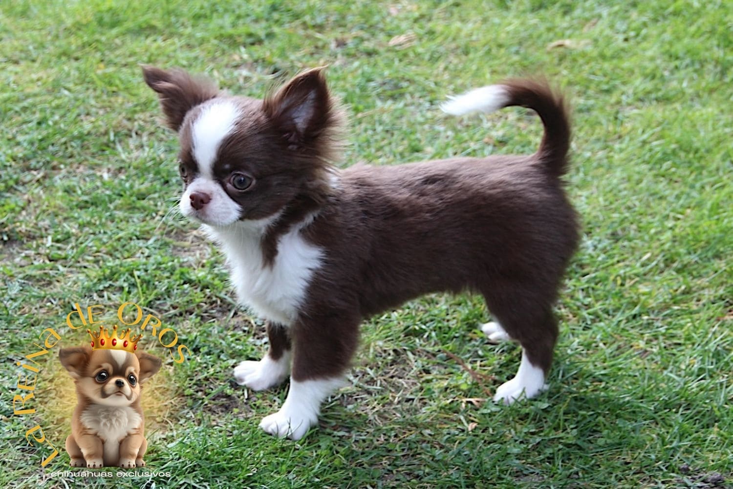 macho-chihuahua