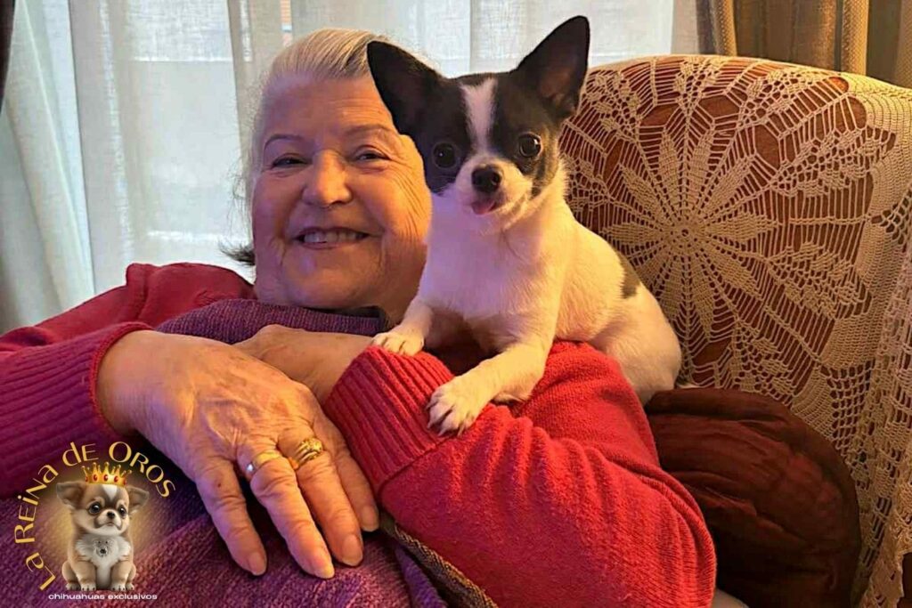 Primeros Días de Tu Chihuahua en Casa | Adaptación Feliz 7 primeros-dias-de-tu-chihuahua-en-casa-adaptacion