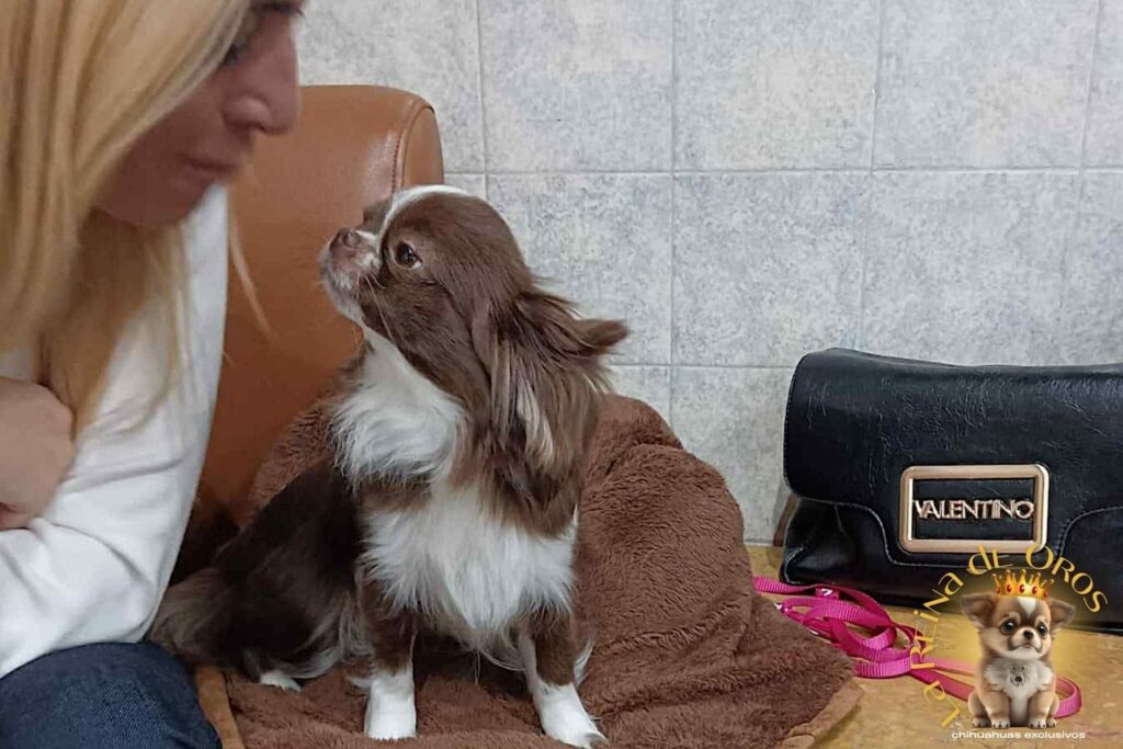 Primeros Días de Tu Chihuahua en Casa | Adaptación Feliz 6 primeros-dias-de-tu-chihuahua-en-casa-consejos