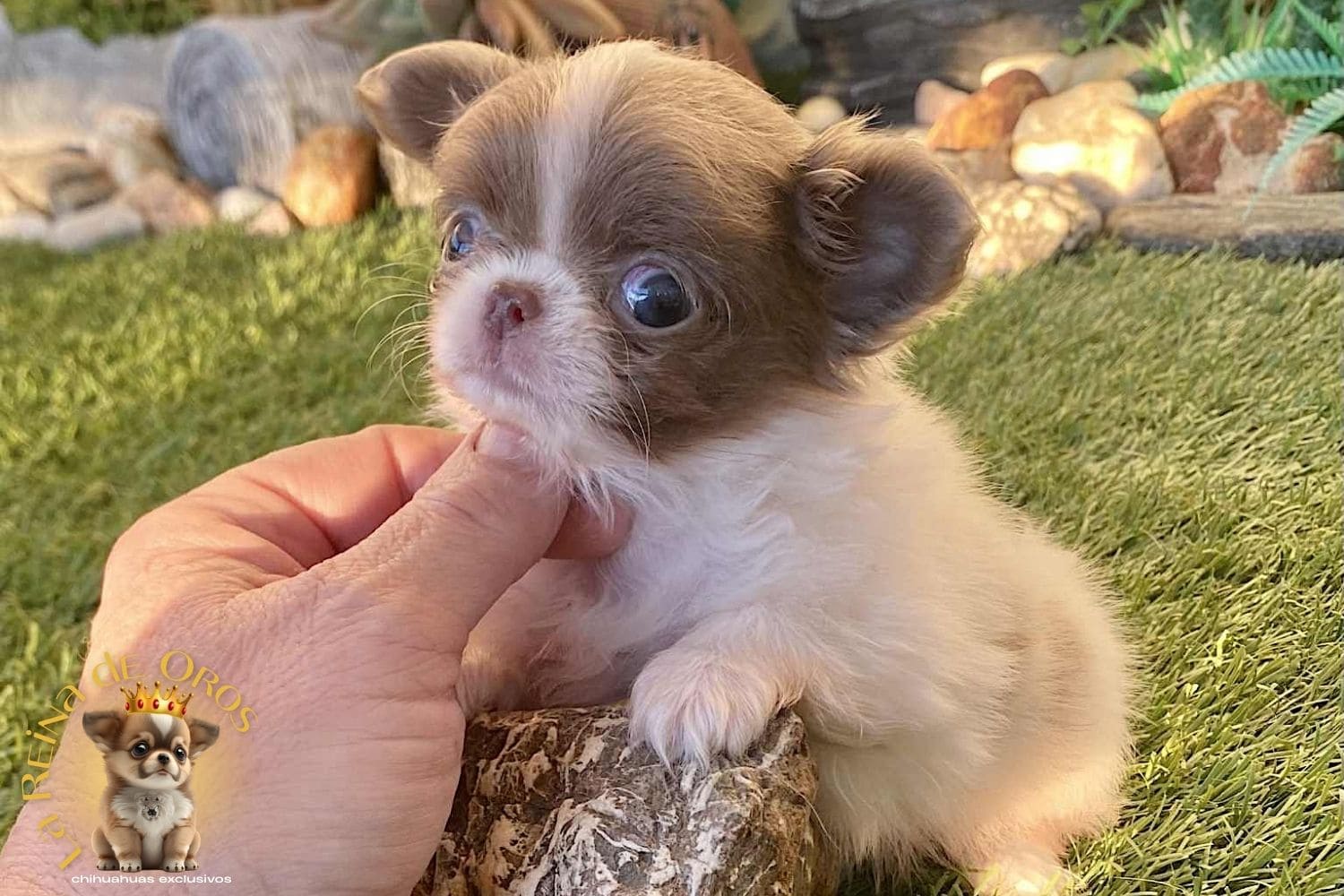 Adaptación del cachorro